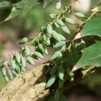 Oregon grape